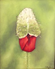 Red_Poppy_4a2fb63179905.jpg